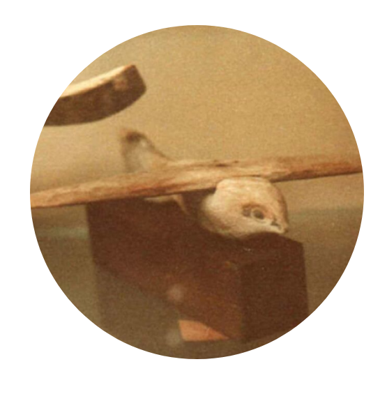 Ancient wooden bird model on display.